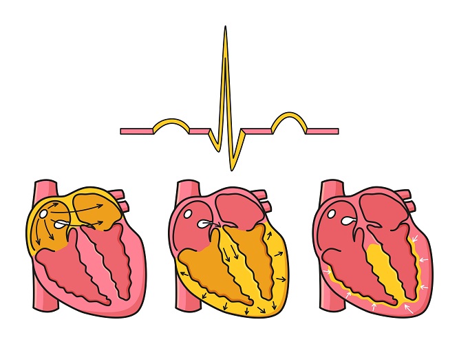 Physiology for an ECG interpretation and analysis Course