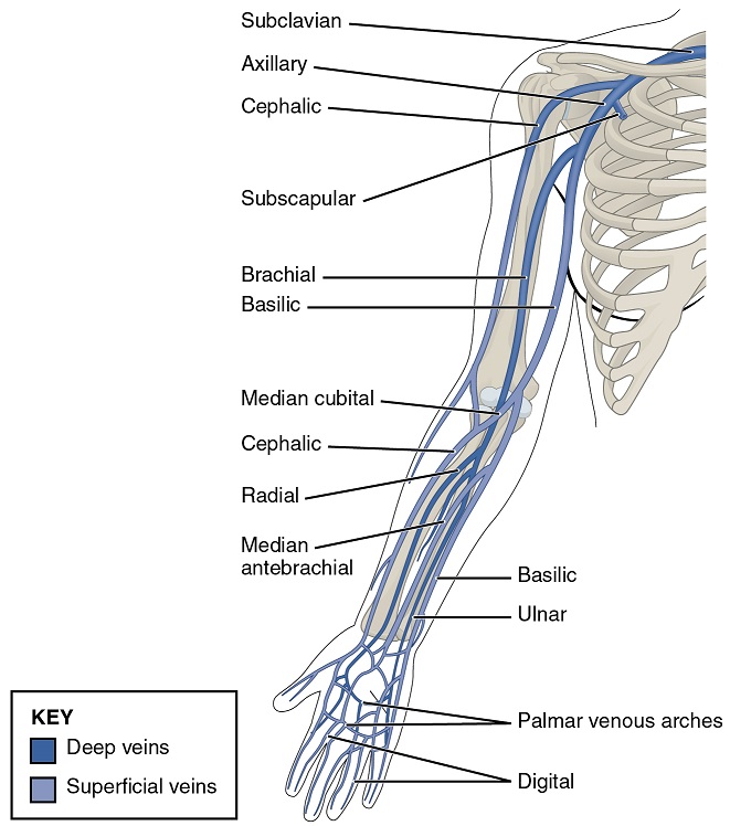 Veins of the Arm